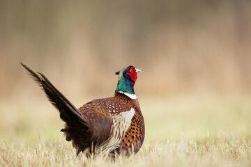 Common pheasant Phasianus colchius Ring-necked pheasant in natural habitat, grassland in early spring