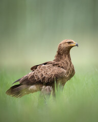 Birds of prey - Lesser Spotted Eagle Aquila pomarina , hunting time, flying bird