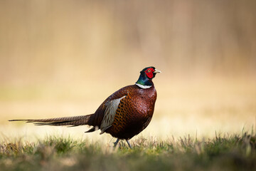 Common pheasant Phasianus colchius Ring-necked pheasant in natural habitat, grassland in early spring