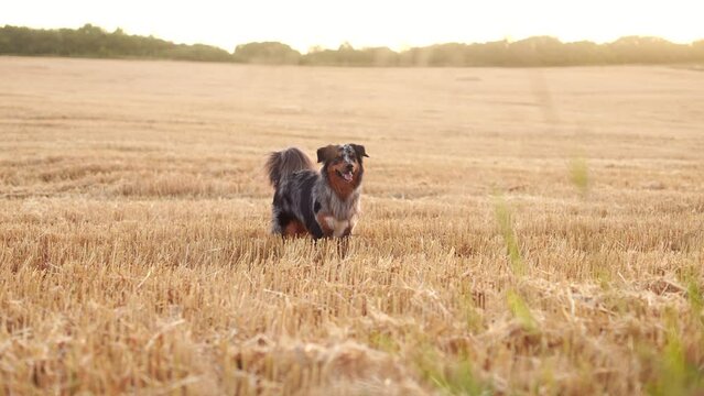 Australian Shepherd dog looking around in a field during sunset