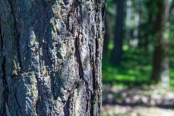 Obraz premium Close-up of a tree trunk in a forest
