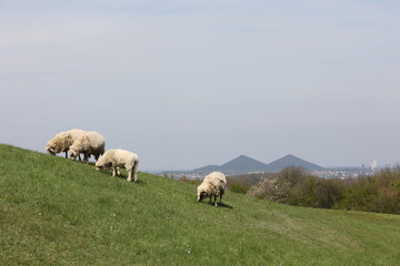 Obraz premium Terrils de LOOS EN GOHELLE