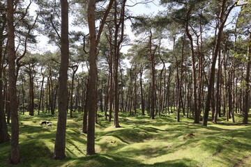 Obraz premium Forêt de VIMY