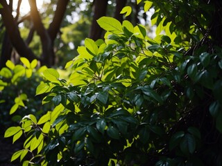 Obraz premium A close-up of a tree's fresh green leaves with sunlight filtering through them. 