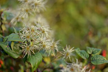 Honeysuckle flowers in warm light among delicate green leaves. Blurred green background.