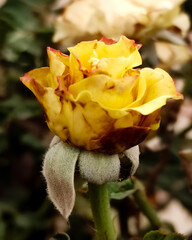 The all beautiful flowers india very good rose all beautiful flowers 