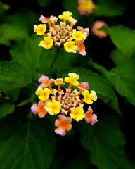 The all beautiful flowers india very good rose all beautiful flowers 