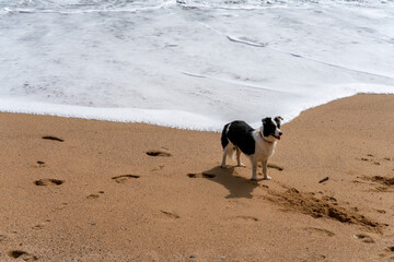 A young border collie is waiting for playing with a toy on a sea beach.