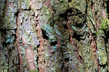 Close-up of an tree trunk with copy space