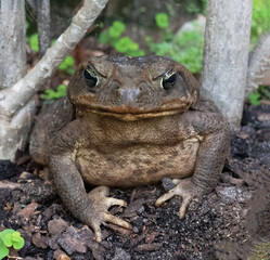 Crane toad, or bufo frog, with brown warty skin surveils its surroundings while resting on dark brown soil with green leaves and gray plant stems.