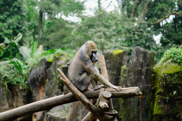 A beautiful mandrill is sitting relaxed on a branch