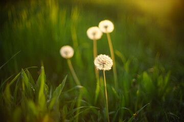 Fluffy dandelion flowers grow in green grass at spring evening