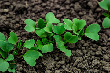 Plant sprouts sprouted from the ground