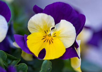 Close up photo of flower of the Viola Tricolor plant
