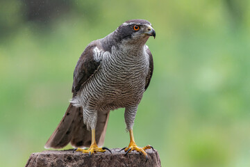  Northern Goshawk (Accipiter gentilis) on a branch in the rain in the forest of Noord Brabant in...