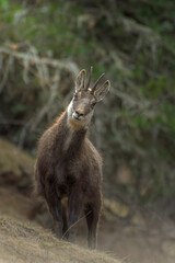 Cute female alpine chamois (Rupicapra rupicapra) standing in a coniferous forest at sunrise, Italian Alps, April