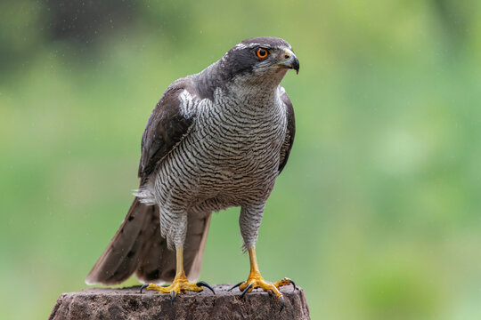  Northern Goshawk (Accipiter gentilis) on a branch in the rain in the forest of Noord Brabant in the Netherlands.                                                                                     