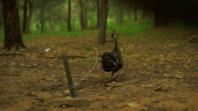 Pato intentando ecapar de su atadura en un bosque.