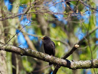 Common blackbird - male Turdus merula