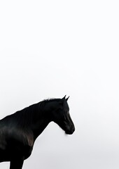 Fototapeta na wymiar Horse on white. AI generated art illustration. 