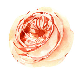 Watercolor rose flower. Summer elegant blooming flower clipart.