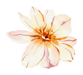 Fototapeta na wymiar Watercolor simple wildflower, field summer blossom flower, png illustration