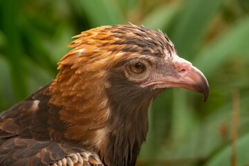 Wedge-tailed eagle (Aquila audax) portrait, it is the largest bird of prey in Australia.