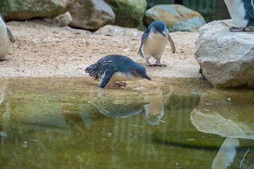 Australian little penguin (Eudyptula novaehollandiae), also called the fairy penguin, native to Australia and the Otago region of New Zealand.