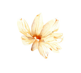 Watercolor simple wildflower, field summer blossom flower, png illustration
