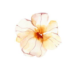 Fototapeta na wymiar Watercolor simple wildflower, field summer blossom flower, png illustration