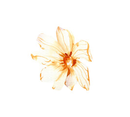 Watercolor simple wildflower, field summer blossom flower, png illustration