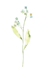 Watercolor forget-me-not flower, Field flowers clipart.