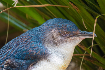 Australian little penguin (Eudyptula novaehollandiae), also called the fairy penguin, native to Australia and the Otago region of New Zealand.