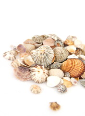 Seashells, conch on white background