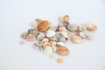 Seashells, mixed conch, bivalves,  on light background
