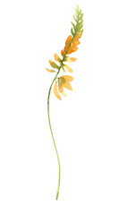 Watercolor field flower, png illustration. Meadow summer blossom.