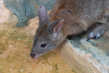 Wallaby drinking from a stream, Sydney, New South Wales, Australia