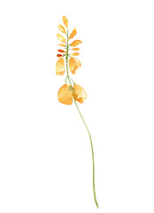 Watercolor yellow field flower, floral hand painted clipart. Botanical illustration.