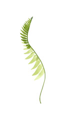 Watercolor fern clipart. Greenery digital image. green forest leaf. 