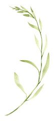 Watercolor greenery clipart. Leaf png image.