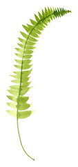 Watercolor fern clipart. Greenery digital image. green forest leaf. 