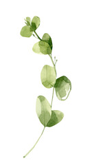 Watercolor greenery clipart. Leaf png image. Eucalyptus leaf