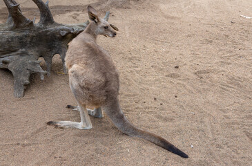Naklejka na ściany i meble Wallaby, Sydney, New South Wales, Australia