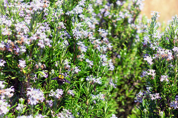 A flying honey bee pollinates rosemary in a spring blooming garden. selective focus