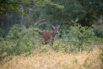 doe photographed on the lookout in the forest of fontainebleau