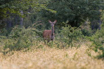 doe photographed on the lookout in the forest of fontainebleau
