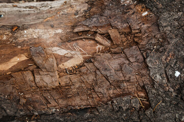 background for photo, texture, stump. deforestation. Trees are cut down. deforestation. chopped stump. Felled tree..