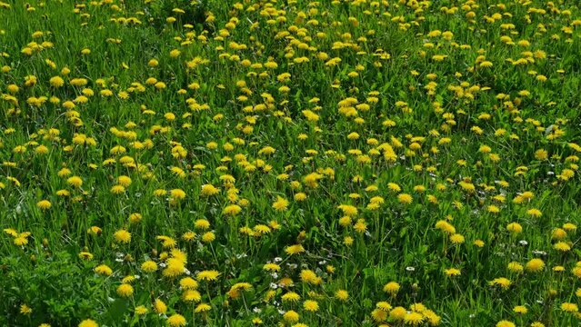 L&ouml;wenzahnfeld bei Sonnenschein