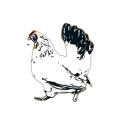 Color sketch of a hen with transparent background