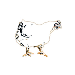 Color sketch of a hen with transparent background